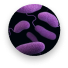 shigellosis